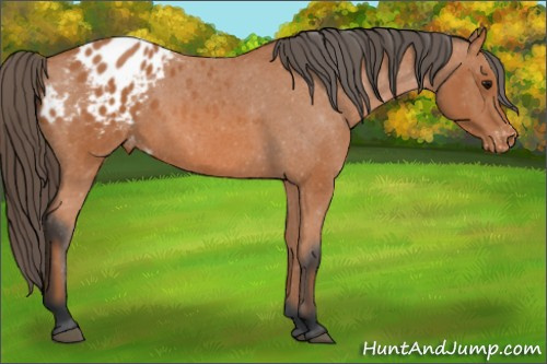 Horse Color: Bay Blanket 