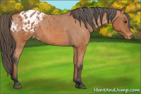 Horse Color:Bay Appaloosa 