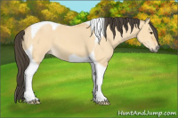 Horse Color:Buckskin Dun Tobiano 