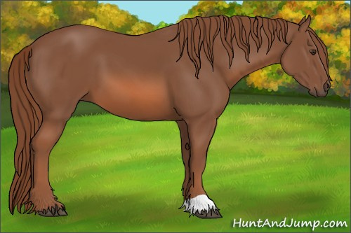 Horse Color: Liver Chestnut 