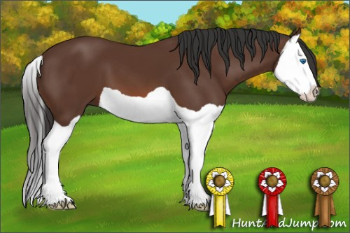 Horse Color: Bay Splash 
