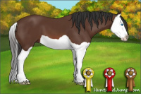 Horse Color:Bay Splash