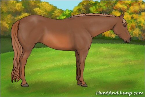 Horse Color: Liver Chestnut 