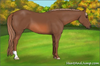 Horse Color:Liver Chestnut 