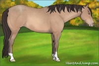 Horse Color:Amber Champagne