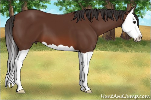 Horse Color: Bay Splash 