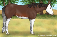 Horse Color:Bay Splash 