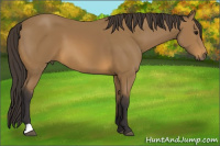 Horse Color:Buckskin 
