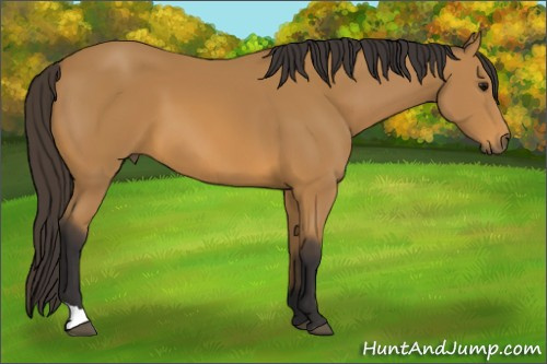 Horse Color: Buckskin 