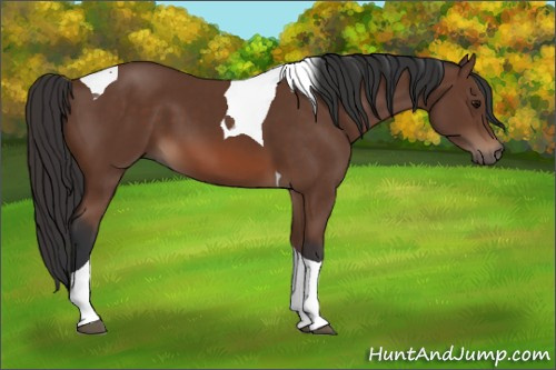 Horse Color: Bay Tobiano 