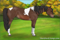 Horse Color:Bay Tobiano 