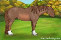 Horse Color:Red Roan