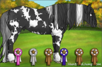 Horse Color:White Spotted Brown 