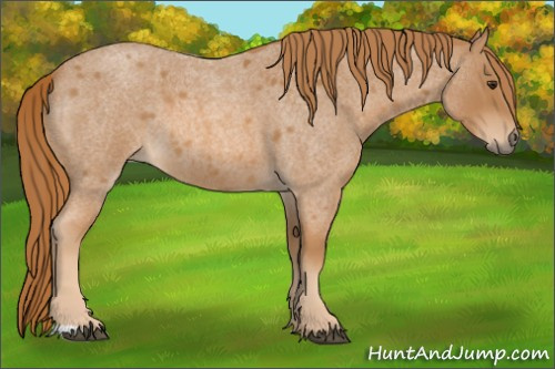 Horse Color: Red Roan 