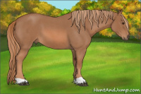 Horse Color:Red Roan