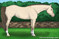 Horse Color:Amber Cream Champagne Dun 