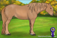 Horse Color:Red Roan 