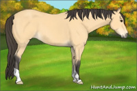 Horse Color:Buckskin 