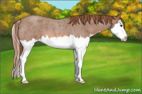 Horse Color:Red Roan Splash 