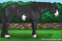 Horse Color:Black Frame 