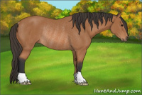 Horse Color:Bay Rabicano
