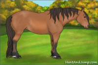 Horse Color:Bay Rabicano