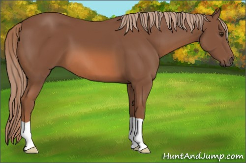 Horse Color: Chestnut 