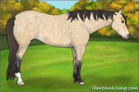 Horse Color:Buckskin Ice Roan