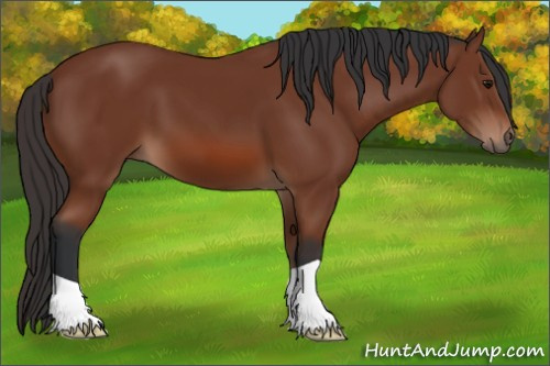 Horse Color: Bay 