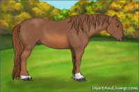 Horse Color:Liver Chestnut 