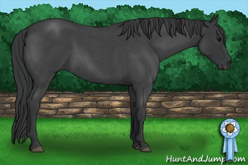 Horse Color: Brown Roan 