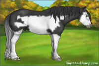 Horse Color:Black Splash Frame