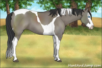 Horse Color:Grullo Splash Tobiano 