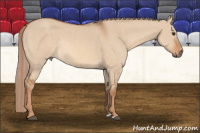 Horse Color:Red Dun Rabicano