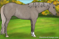 Horse Color:Silver Brown Dun Rabicano 
