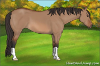 Horse Color:Bay Dun