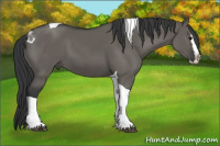 Horse Color:Grullo Splash Tobiano
