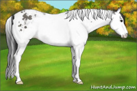 Horse Color:Grullo Splash Tobiano 