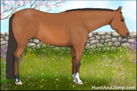 Horse Color:Bay 