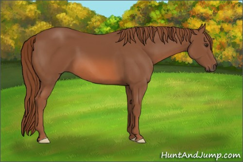 Horse Color: Chestnut 