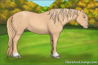Horse Color:Gold Champagne 