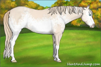 Horse Color:White Spotted Perlino Sabino Splash 
