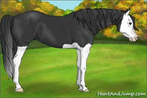 Horse Color: Black Splash 