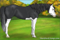 Horse Color:Black Splash