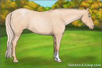 Horse Color:Palomino Roan Pearl 