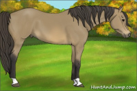 Horse Color:Buckskin 