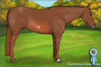 Horse Color:Liver Chestnut Frame 