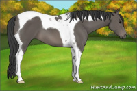 Horse Color:Black Tobiano