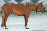 Horse Color:Liver Chestnut Rabicano 