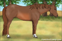 Horse Color:Liver Chestnut 